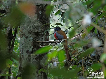 Photography Tours in Sinharaja Rain Forest Reserve Sinharaja Tour Guide