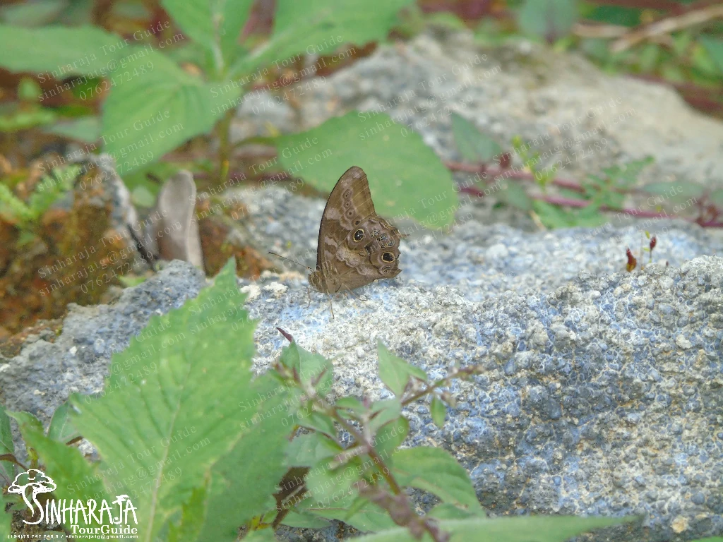 Butterfly Watching Tours in Sinharaja Rain Forest Reserve Sinharaja Tour Guide