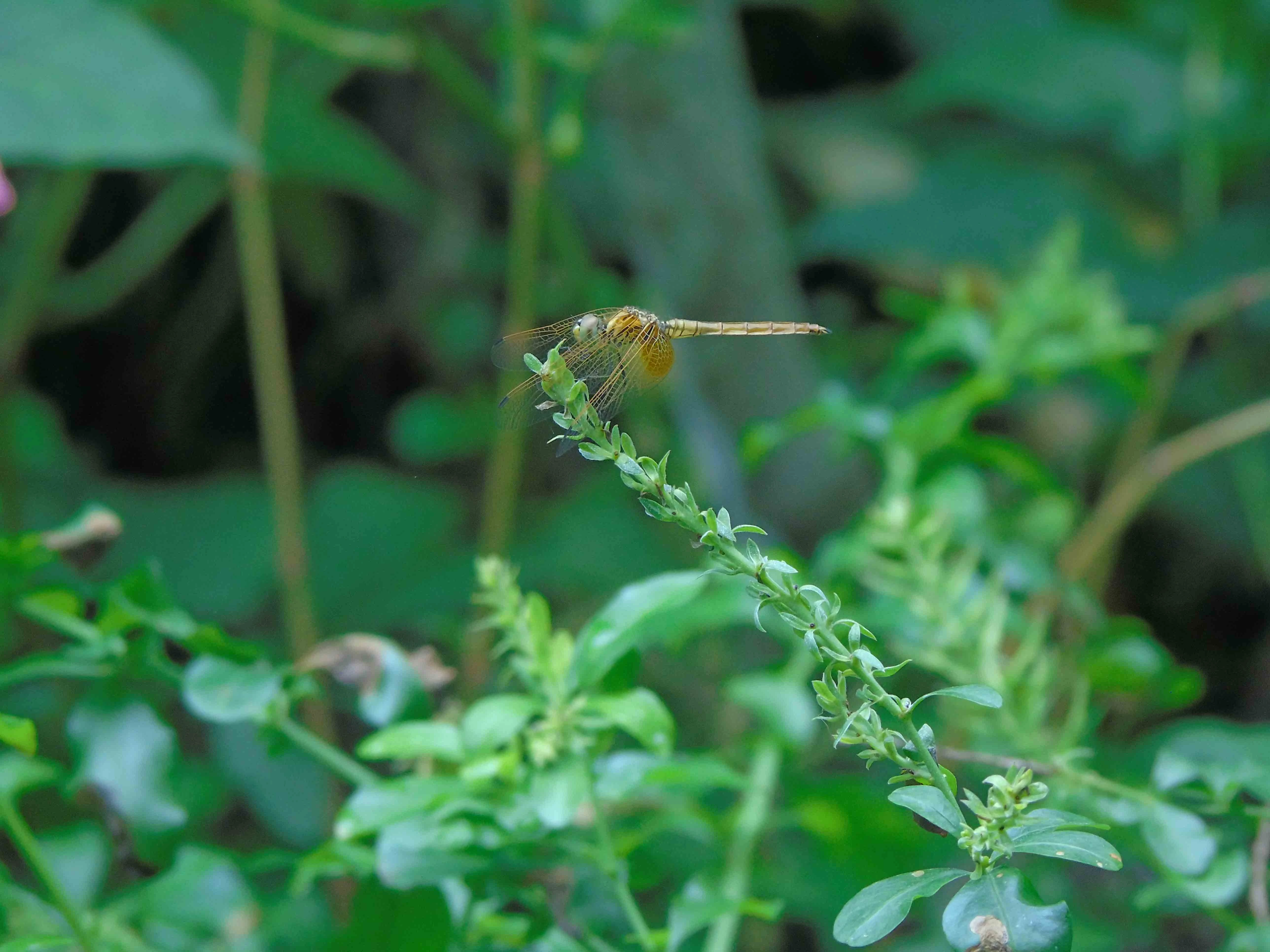 Dragonfly Watching Tours in Sinharaja Rain Forest Reserve Sinharaja Tour Guide
