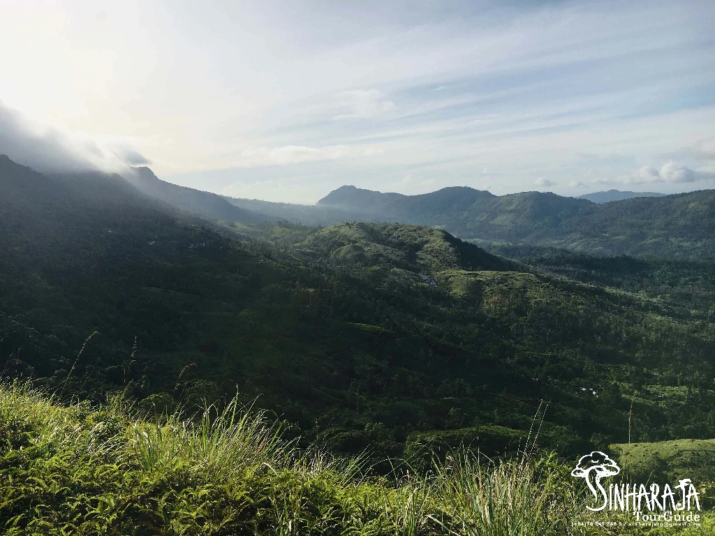 Day Tours in Sinharaja Rain Forest Reserve Sinharaja Tour Guide
