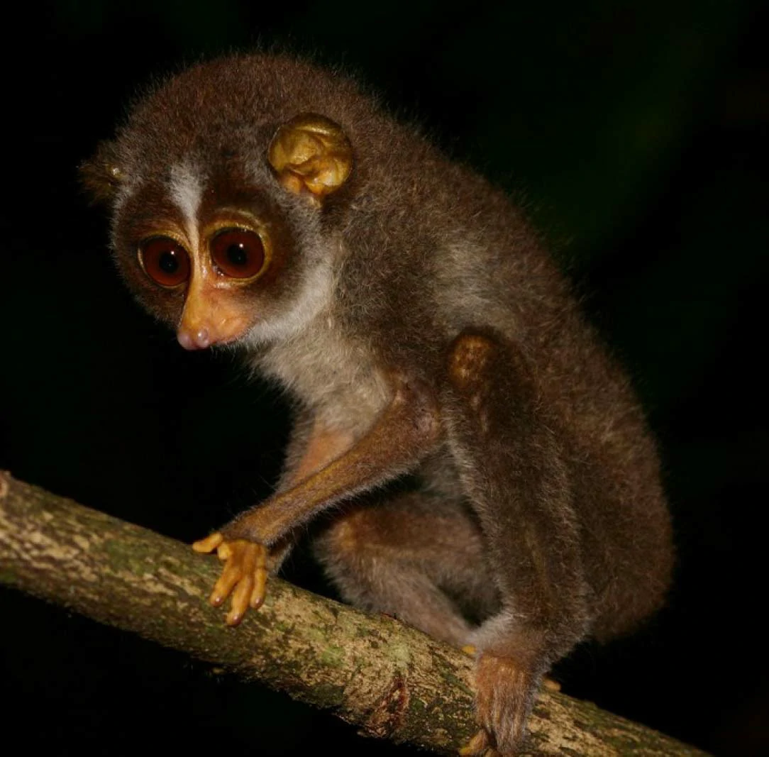 Night Tours in Sinharaja Rain Forest Reserve Sinharaja Tour Guide