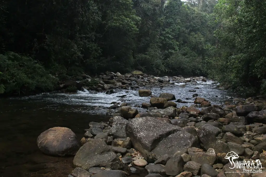 Tour packages in Sinharaja Forest Reserve