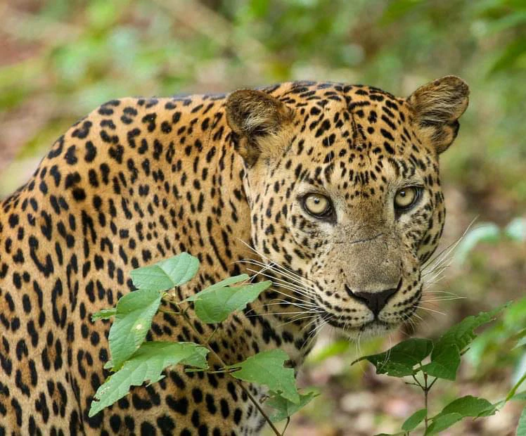 Yala National Park Sinharaja Tour Guide